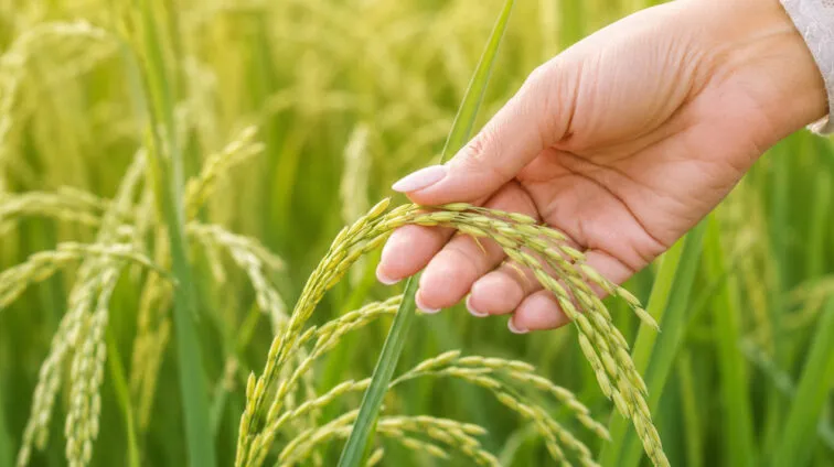 Vignette Portail métier IGP Riz de Camargue